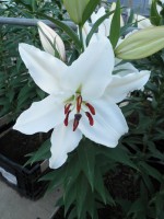 [1838 Rodius No01.JPG]